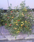 karasi