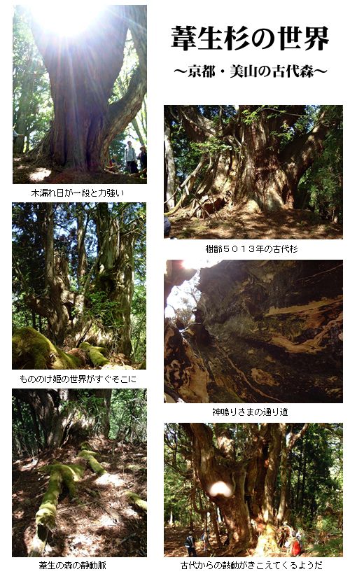 葦生杉の世界.jpg